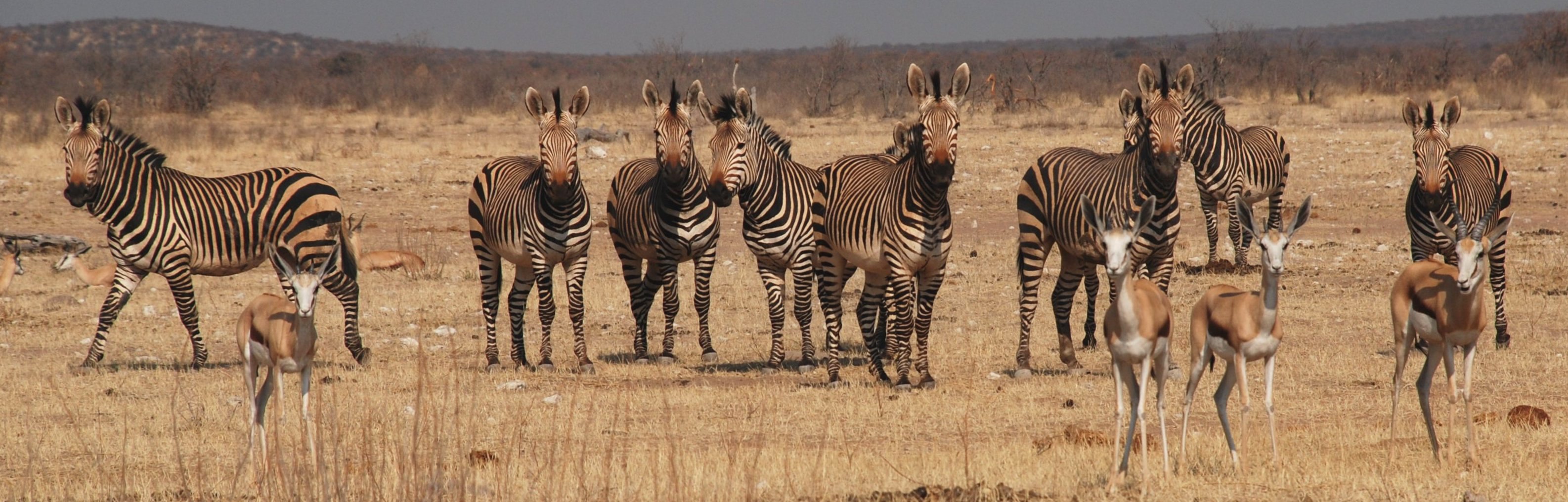 Bachelor group of Hartmann’s mountain zebra in Etosha National Park